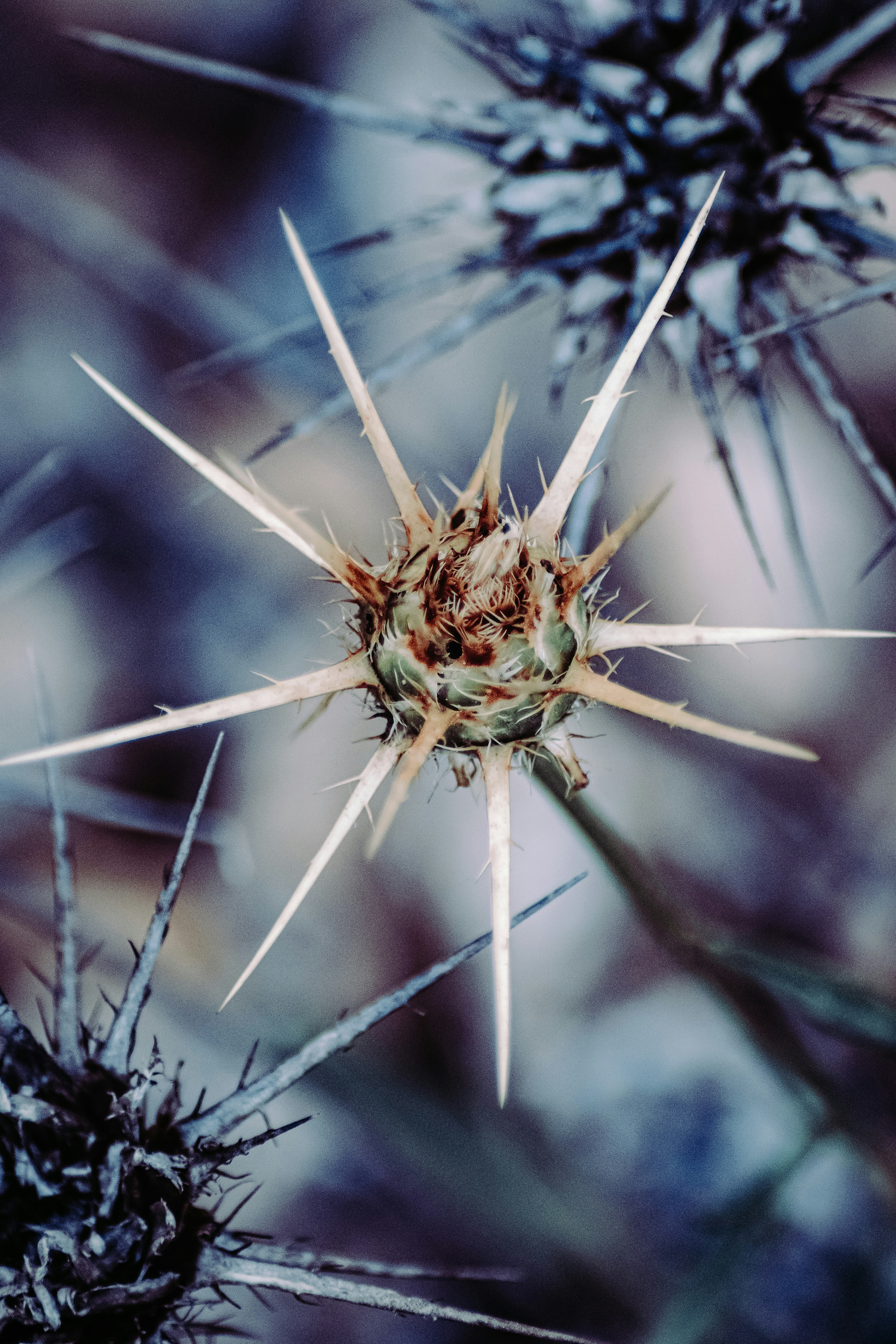 white dandelion in close up photography